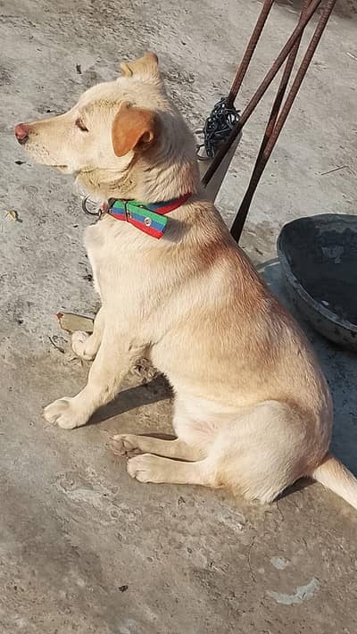 piece of my heart . loyal companion