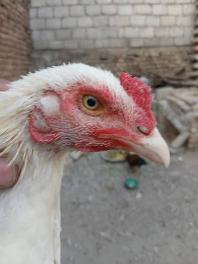 Hessal Hera Hens  one  pair