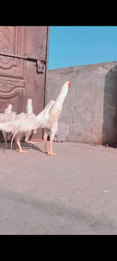 White Shamo  breeder pair and chicks 03266147527