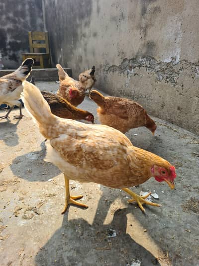 Desi Golden Misri Murgia Available