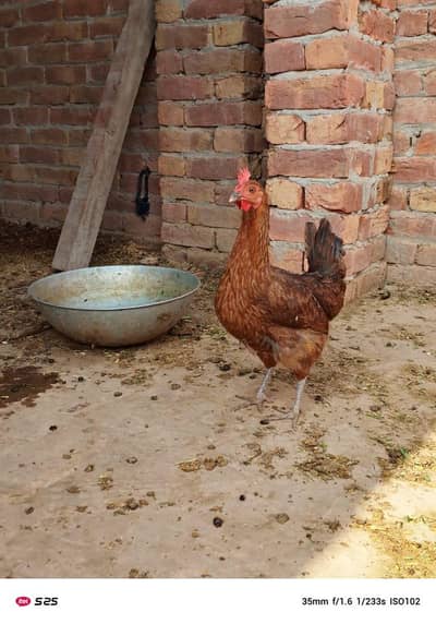 1 murga or 2 murgia for sale