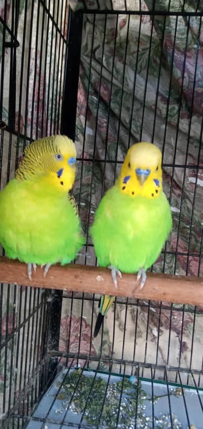 budgies breeding pairs for sale