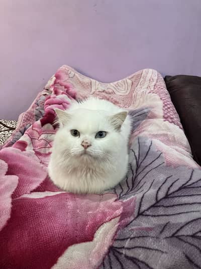 Russian Cats Pair For Sale