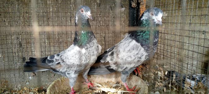 high fly pair far sail