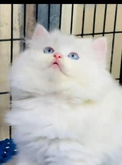 Persian female kitten for sale. my WhatsApp number 0320*24-100*47