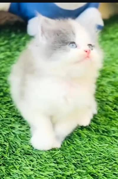 Persian female kitten for sale. my WhatsApp number 0320*24-100*47