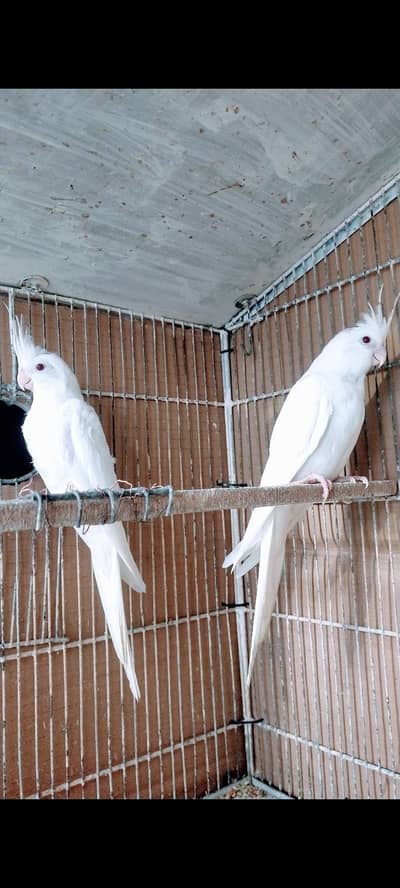 Eno Red eyes 02 Pathay