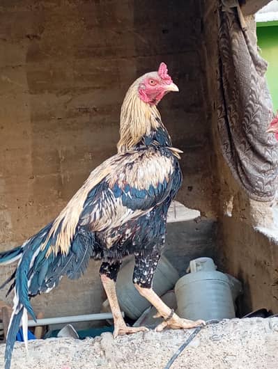 aseel jawa long height for sale