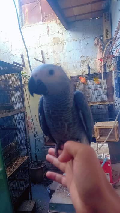 Gray Parrot Self-Feed Healthy Jambo Size Chick Available”
