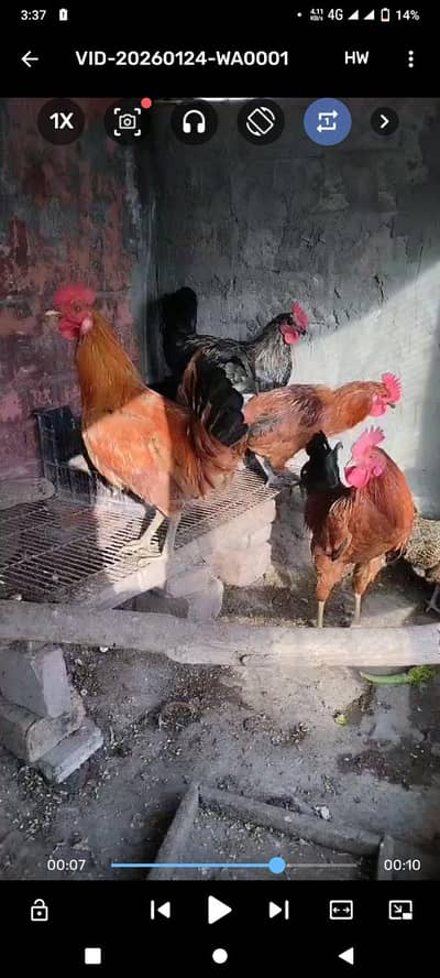 4 Murgay (Males) for sale each for 1500