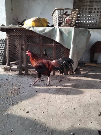 Mian wali aseel Murga