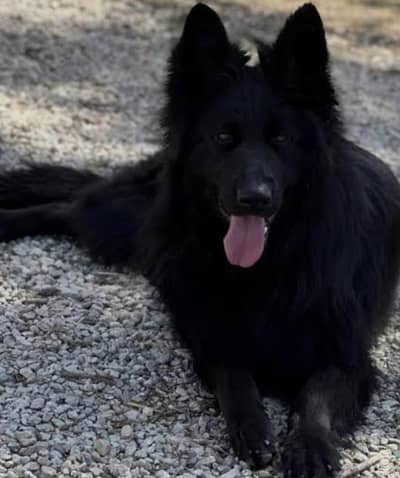 Female German Shepherd for Sale