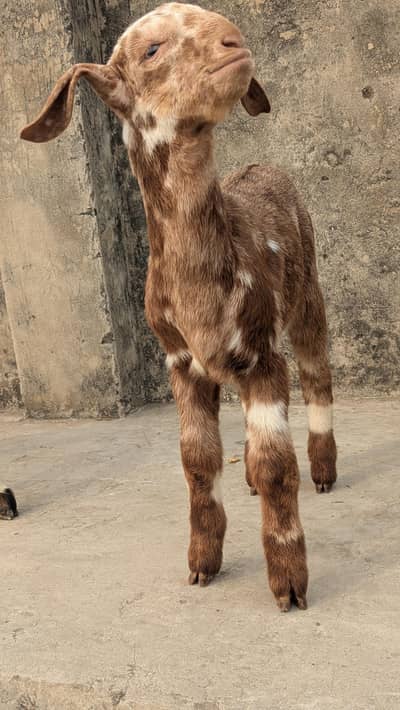 Tedi Bakra Teddy Bakri / goat / teeda