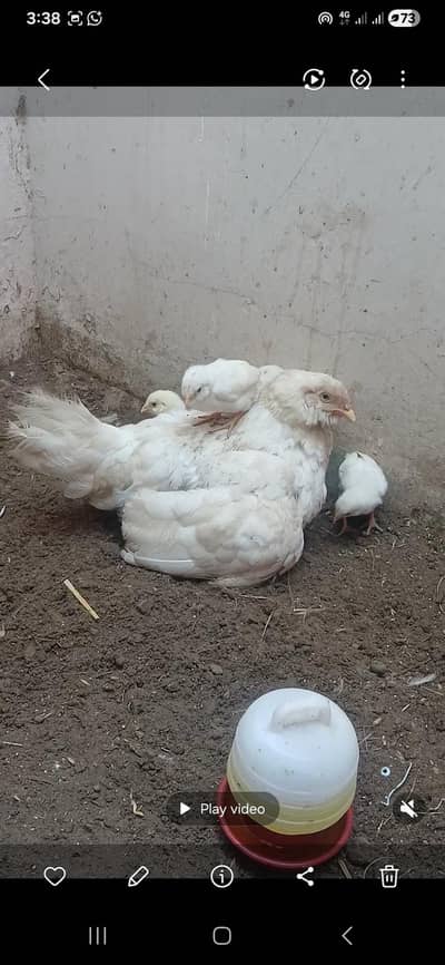 aseel heera k bache  1 month k good size or healthy