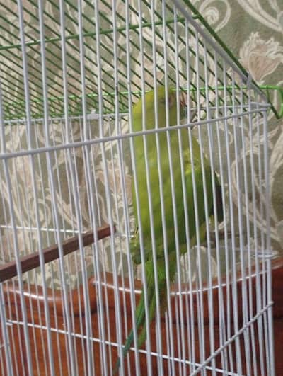 beautiful parrot  urgent sell  only intrusting Porson context now