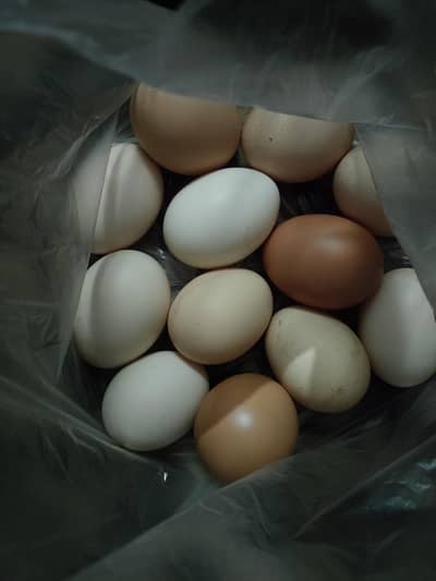 gar ki murgio k organic eggs