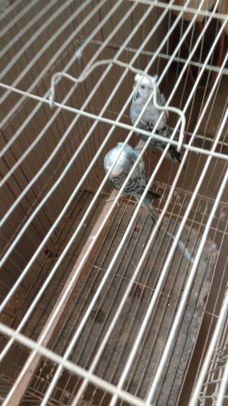 Single Flowe Hogo pair 0