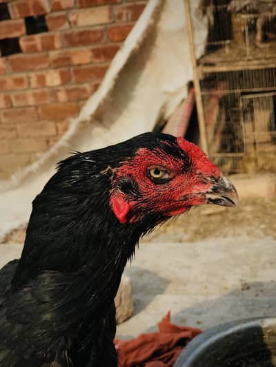 Thai female°shamo female°mianwali female. . 03074327731