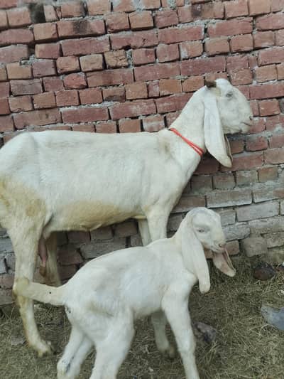 goat for sale 03016121439