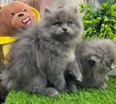 Quality Persian Punch Face Cats & Kittens 03097962675 WhatsApp