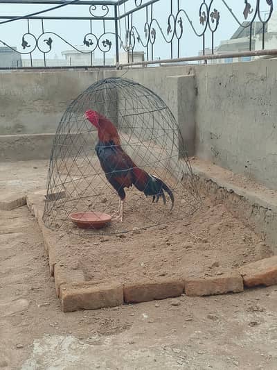 Rampuri Cross aseel patha