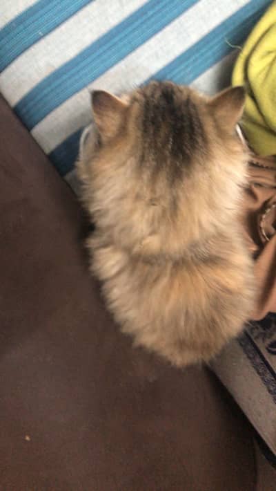 Triple Coated Persian female Cat