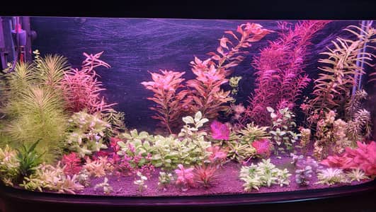 Aquarium Plants for Sale