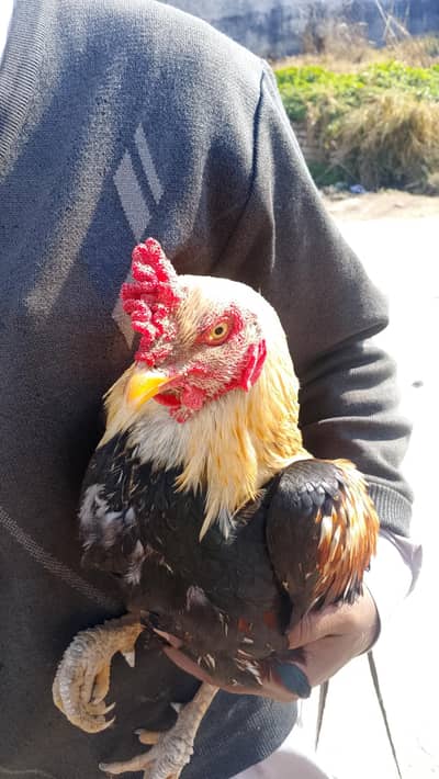 ssssssssssdddddddddddddddddd