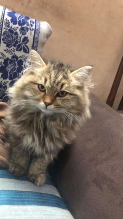 Persian triple coated female cat 4 months old