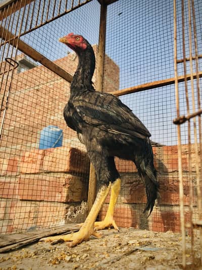 High quality lasani patta. . 0307,43,27,731. .