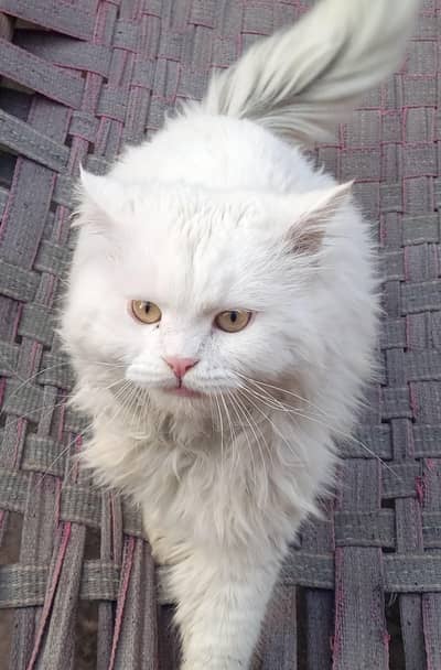 White Persian male
