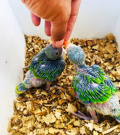 Green Ringnck Chick's For Sale