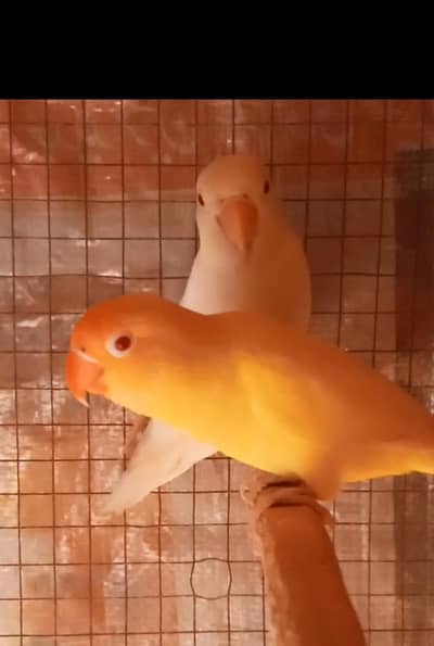 Cocktail Healthy Chick's or love bird pair or budgies maleFor Sale