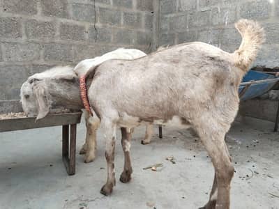 Male or female contact number 03152434020