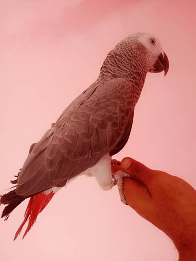 Congo gray 03156376925