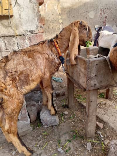 achi quality ma 2male for sale age 2.5 month