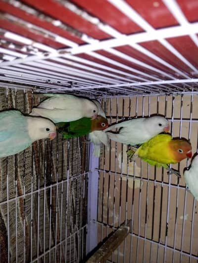 love birds for sale