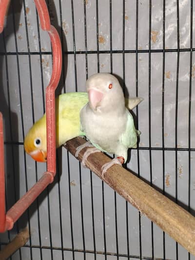 LOVE BIRD PAIR FOR SALE