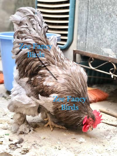 Blue splash chicks available