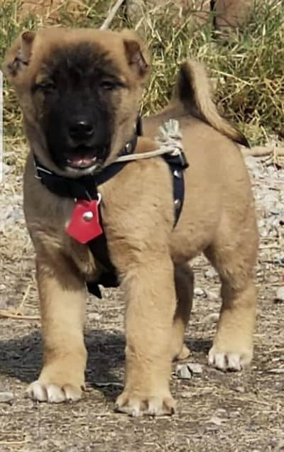 King Turkish kangal male dabal Hadi havey bone stacture security dogs