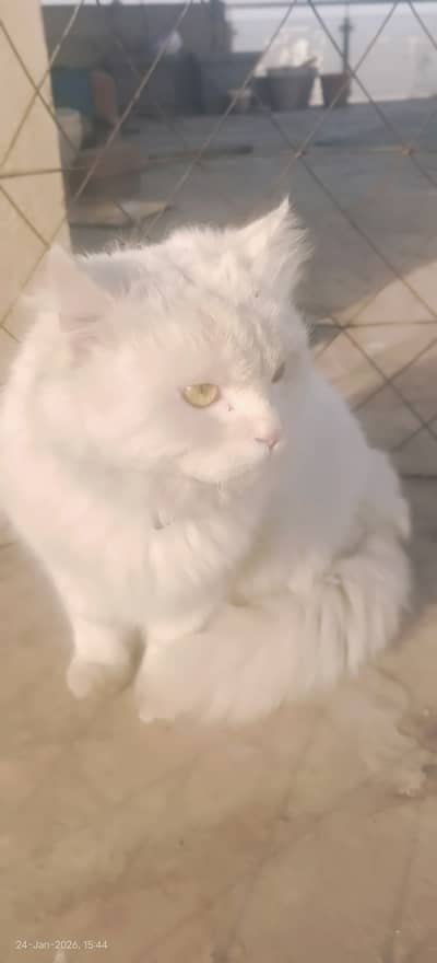 Persian Male cat | cat available | cats 0313-4675541