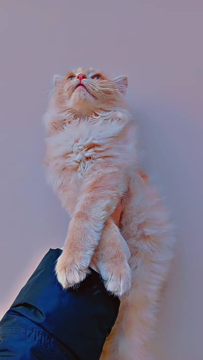 Persian cat for sale
