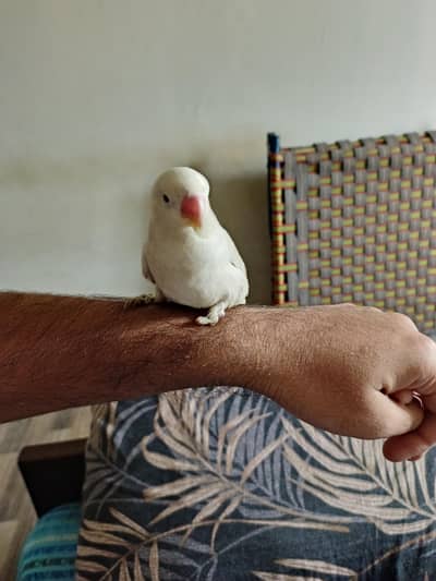 Hand Tamed Albino Male