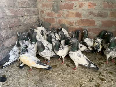 Pigeons for sale