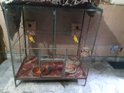 love birds 2 jory or pinjra sath ha