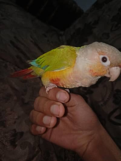 pineapple conure hand tame . No biting . 10000