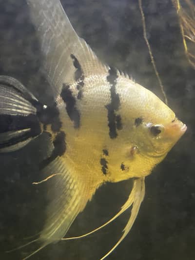 Angel fish for sale and guppies