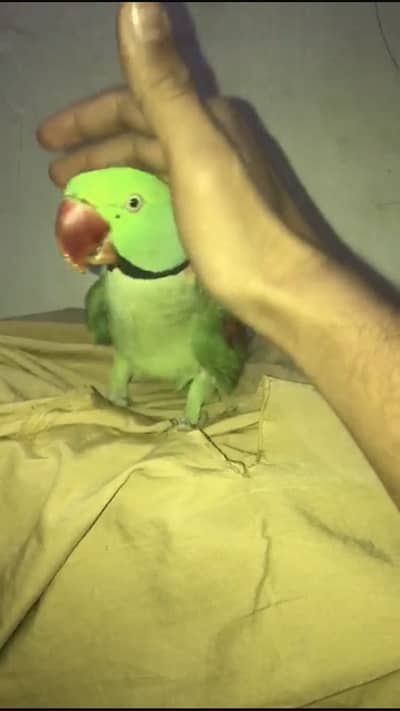 Hande tame parrot for sale