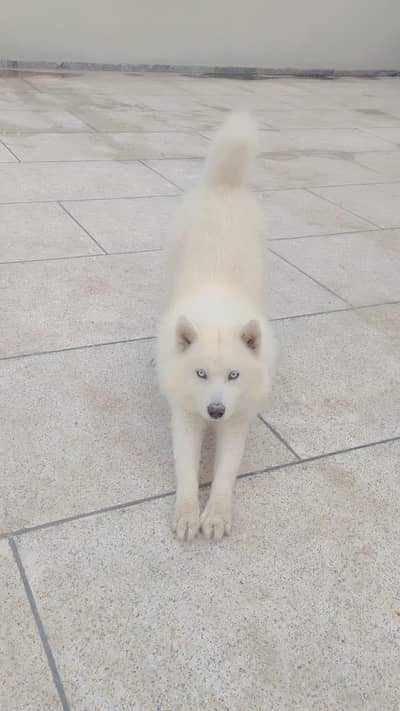 Pure White Husky imported/ unique/ pedigree