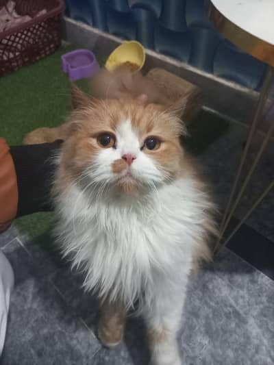 Russian  cat for sale